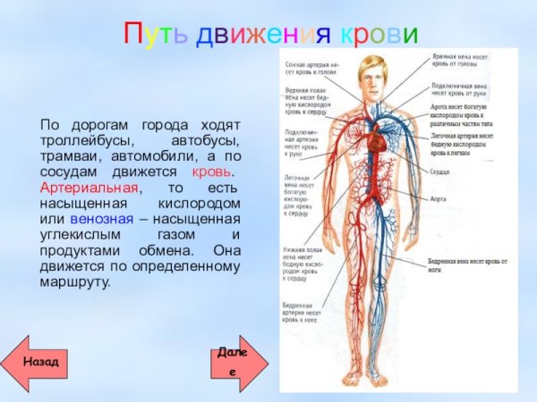 Кровеносная система человека 3 класс окружающий мир рабочая