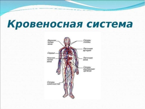 Кровеносная система человека схема 3 класс