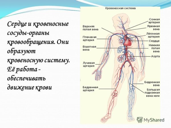 Система кровообращения человека кровеносные сосуды