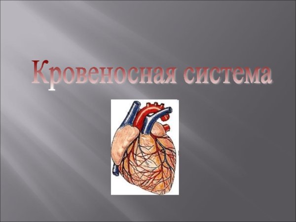 Тема кровеносная система