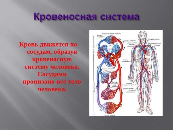 Сообщение на тему кровеносная система