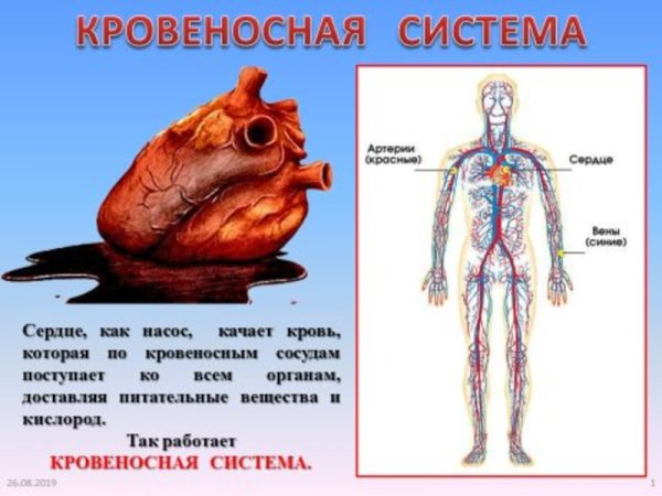 Кровеносная система человека 3 класс