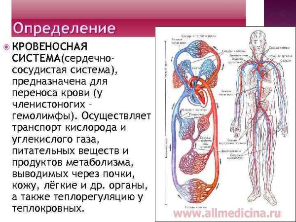 Рассказ о кровеносной системе человека 4 класс