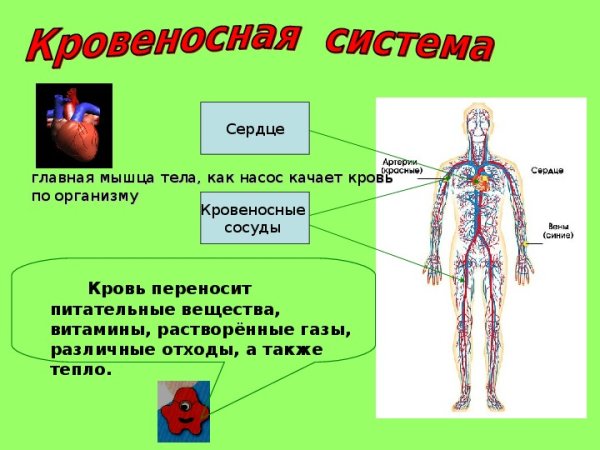 Органы кровеносной системы человека 3 класс