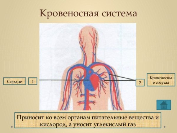 Кровеносная система человека окружающий мир