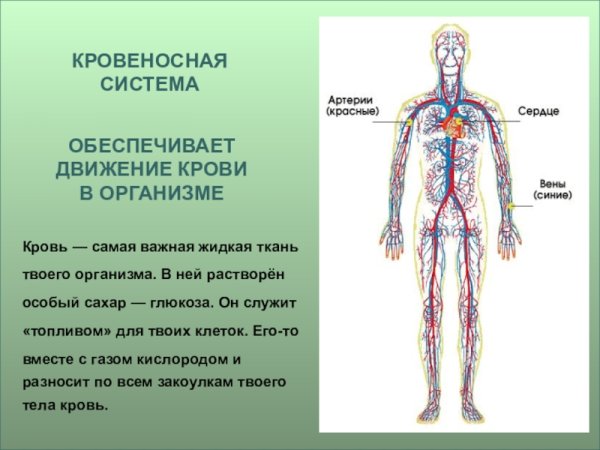 Кровеносная система человека схема 4 класс