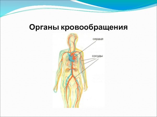 Органы кровообращения человека