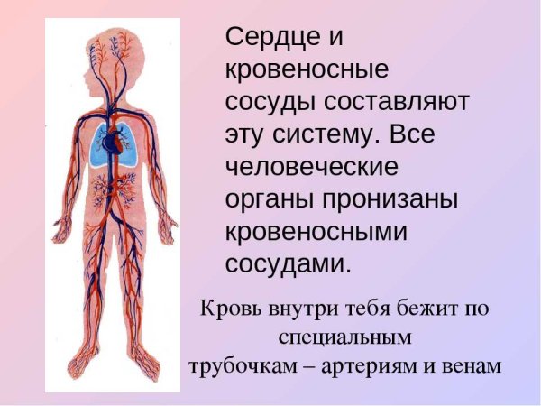 Органы кровеносной системы человека 3 класс