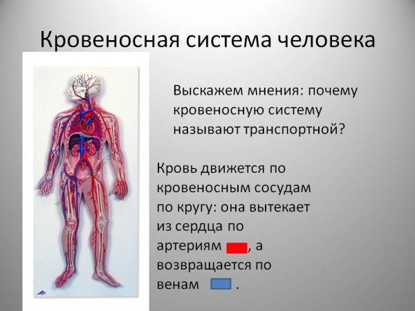 Из чего состоит кровеносная система человека 3 класс