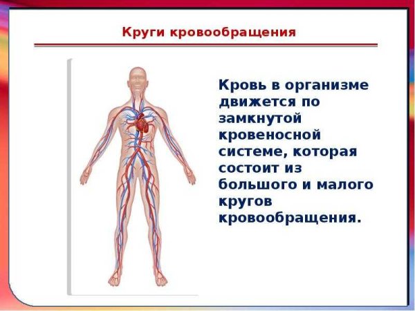 Кровеносная система человека 3 класс окружающий мир доклад