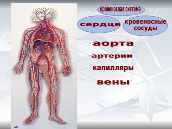 Кровеносная система для детей