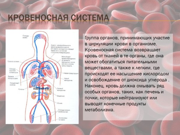 Кровь и кровеносная система