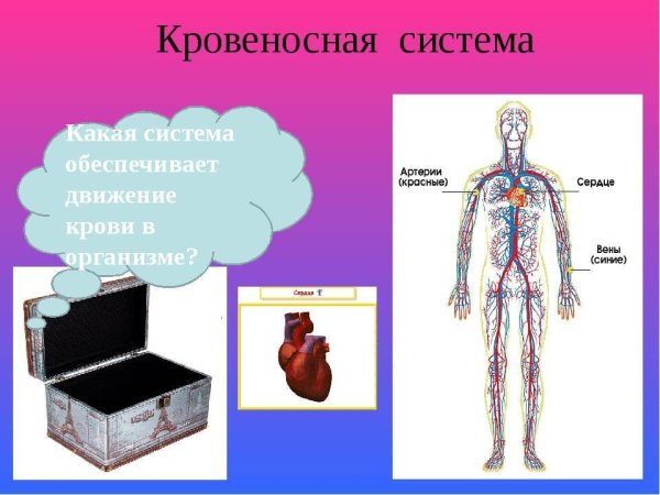 Кровеносная и нервная система человека