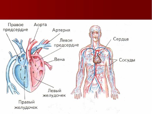Кровеносная система сердце кровеносные сосуды