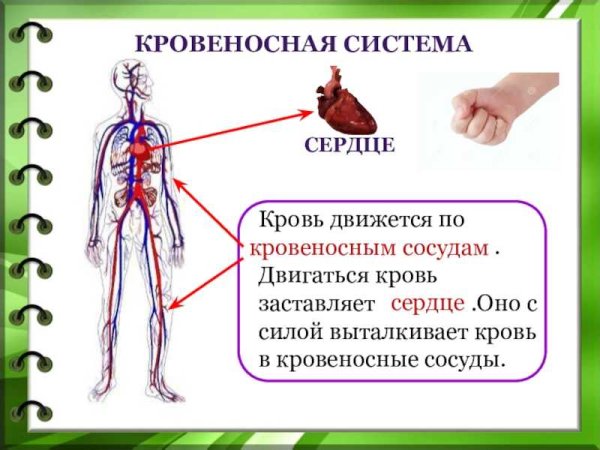 Кровеносная система организма 3 класс