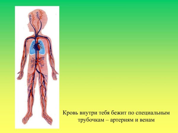 Кровеносная система человека для детей
