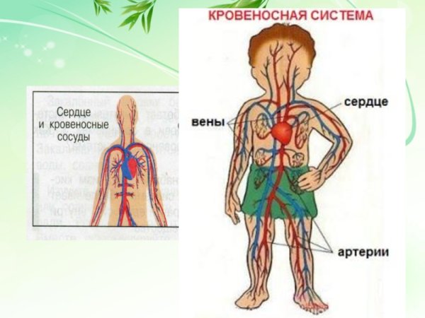Кровеносная система человека схема 4 класс