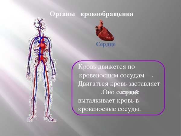 Органы кровообращения