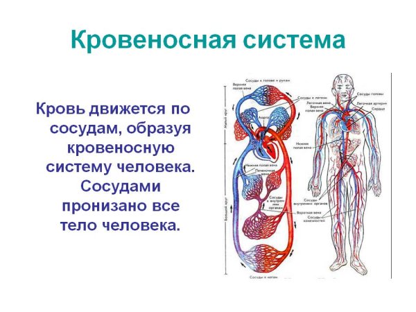 Строение кровяной системы человека