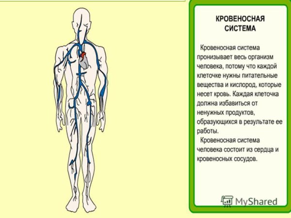 Кровеносная система 3 класс окружающий мир