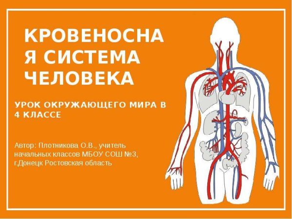 Кровеносная система 4 класс