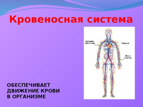 Кровеносная система человека 4 класс окружающий мир схема
