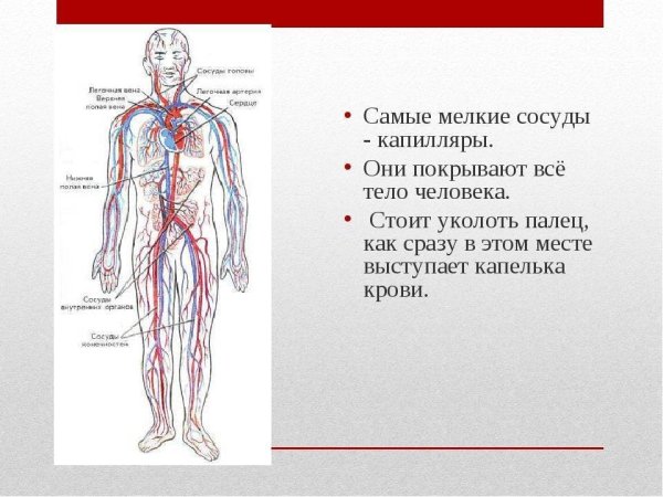 Сердце и кровеносные сосуды