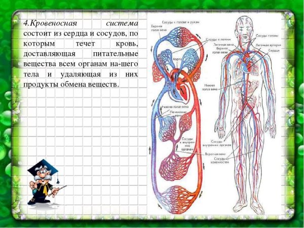Биология 8 класс тема кровеносная система