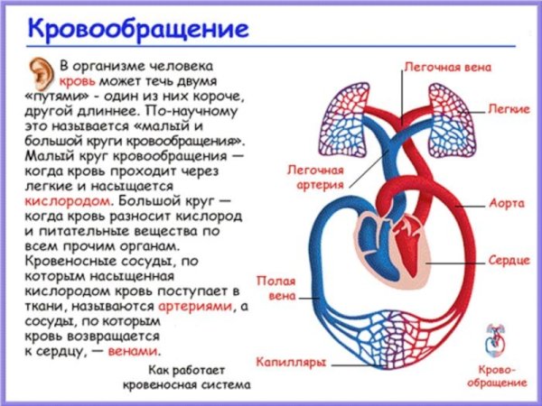 Кровеносная система человека сердце и круги кровообращения
