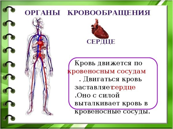 Организм человека 3 класс