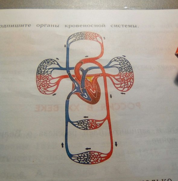 Органы кровеносной системы