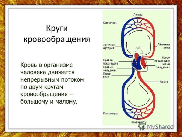 Кровообращение человека 4 класс