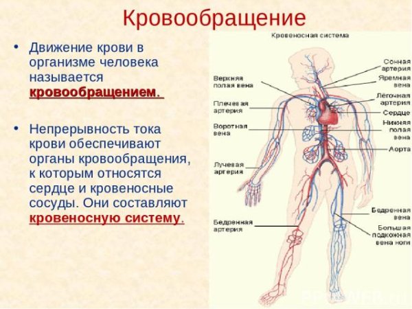 Кровеносная система 3 класс