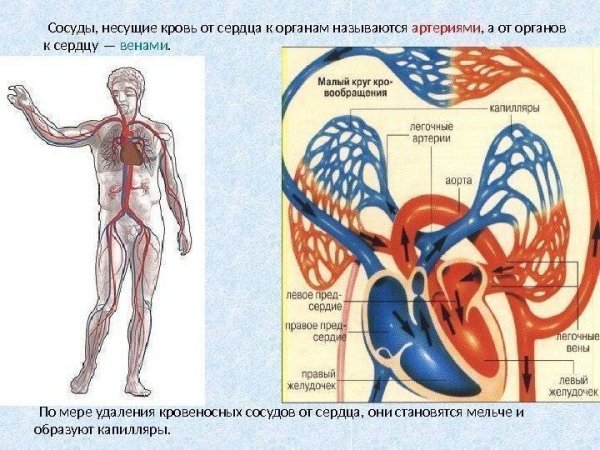 Сосуды которые несут кровь от сердца называются