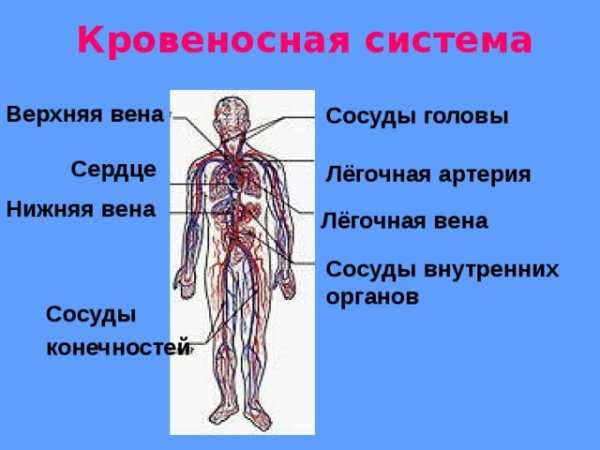 Кровеносная система