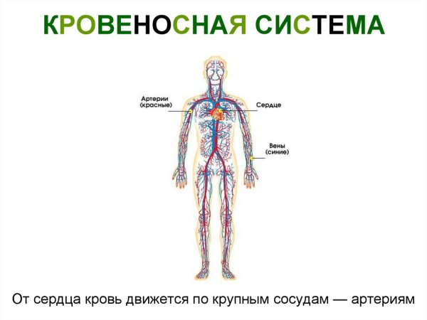 Кровеносная система человека схема 3 класс