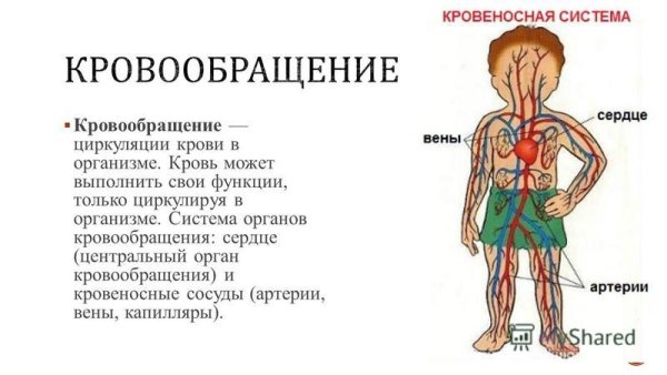 Функции системы кровообращения