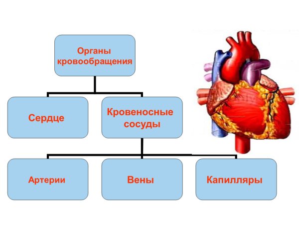Сердце и кровеносные сосуды это органы