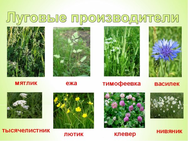 Растения Луга Тимофеевка Клевер нивяник