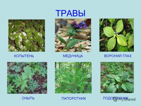 Травянистые растения леса