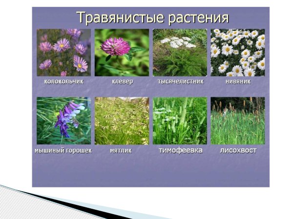 Тимофеевка колокольчик тысячелистник