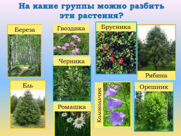 Какие бывают растения