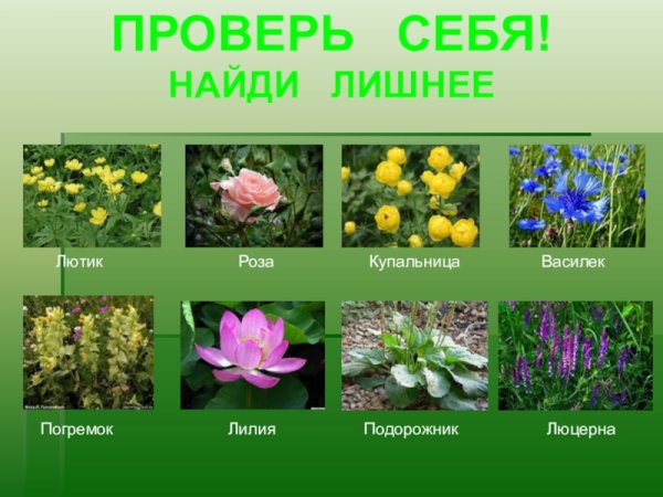 Растения Луга названия