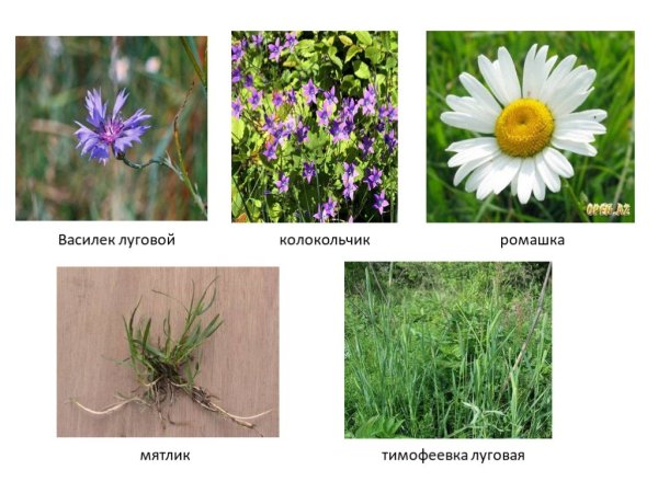 Растения Луга названия