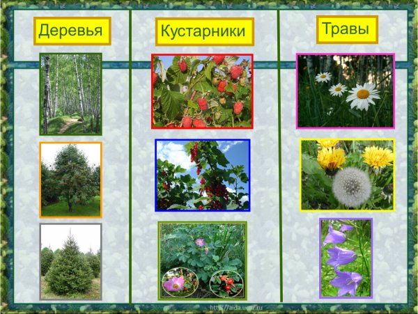 Деревья кустарники травы