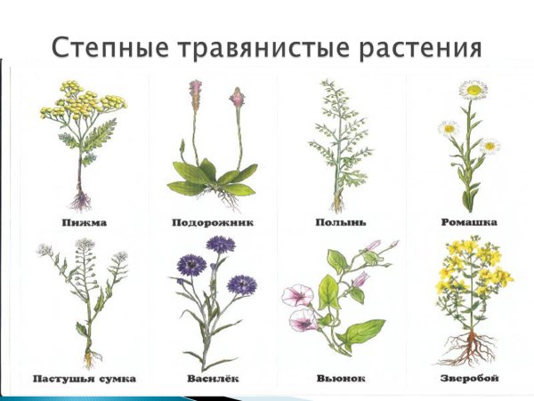 Травянистые растения названия
