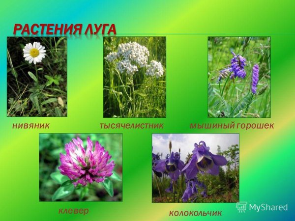 Растения Луга