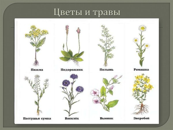 Название полевых цветов