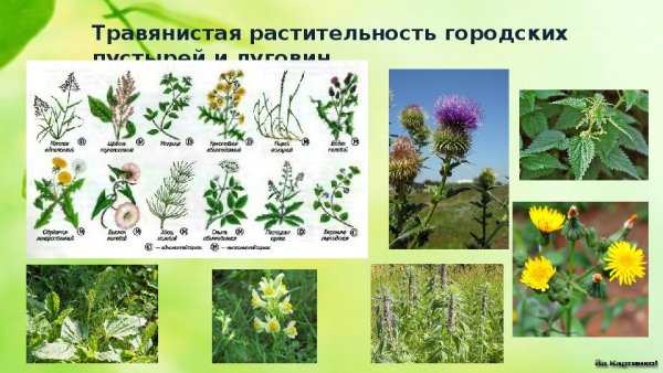 Травянистые растения названия