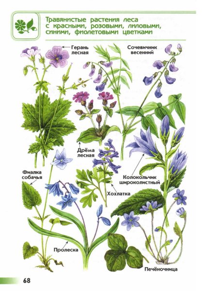 Атлас определитель от земли до неба растения леса